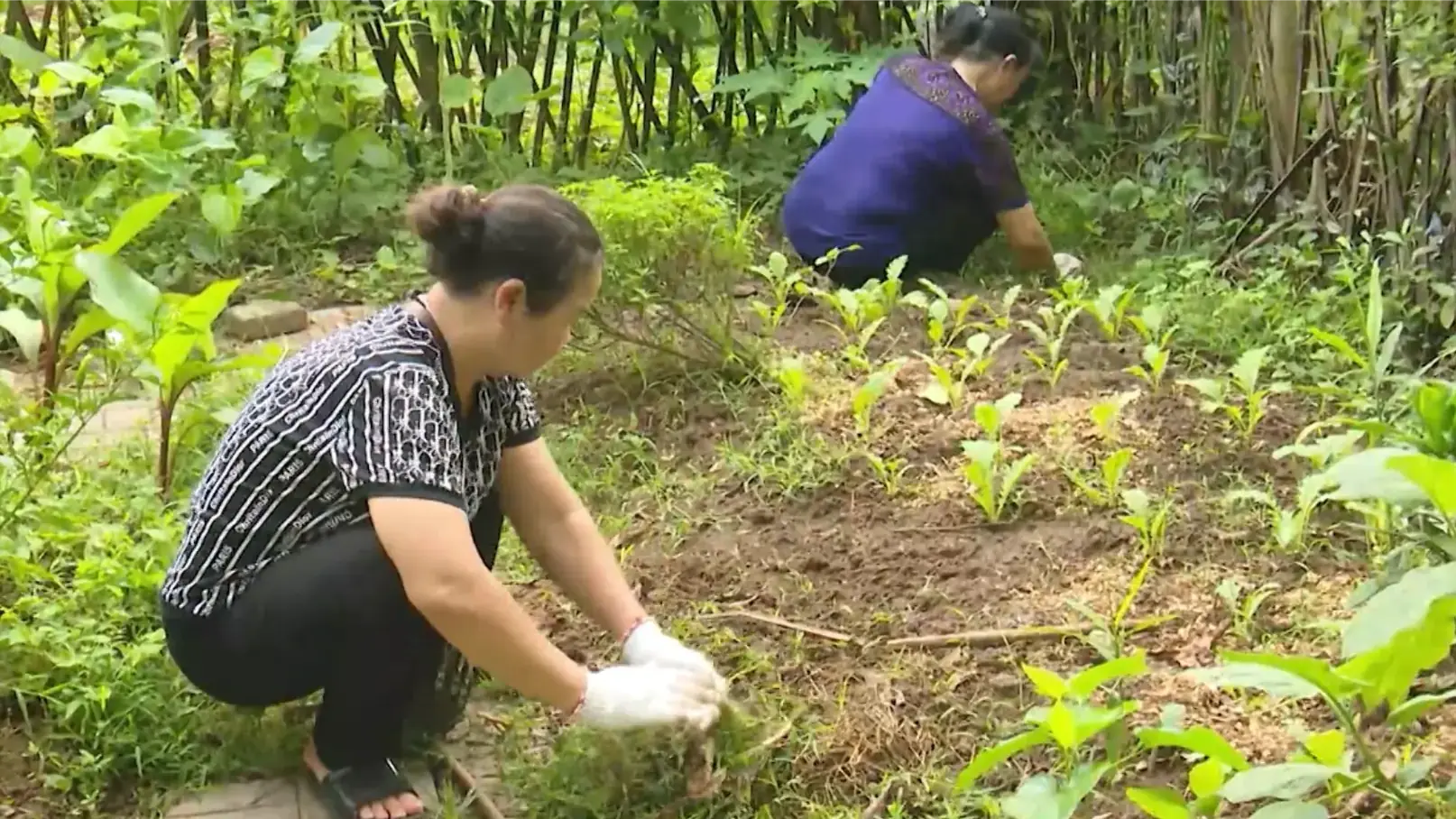 Thanh niên hành động vì môi trường | Chuyển đổi xanh | 27/12/2025